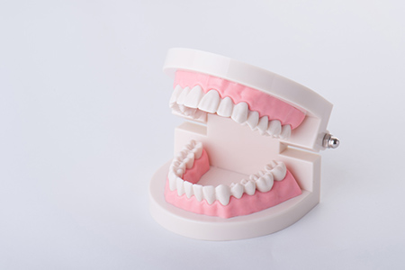 しっかり噛むことはむし歯の予防にも 繋がります